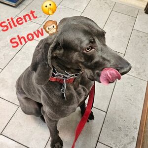 Silent Show